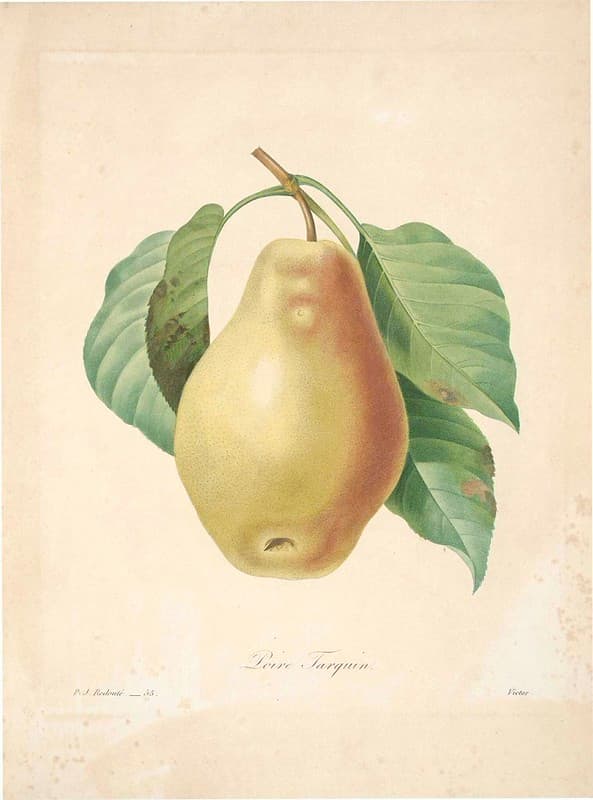 Botanical, botany, flowers