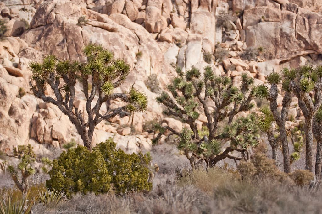 Joshua trees along Park Boulevard