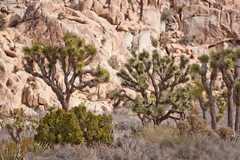 Joshua trees along Park Boulevard