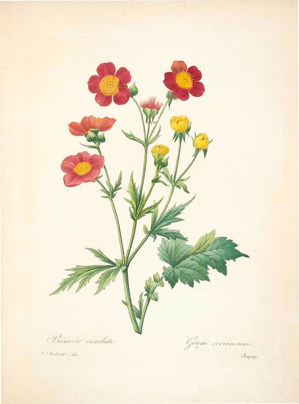 Botanical, botany, flowers