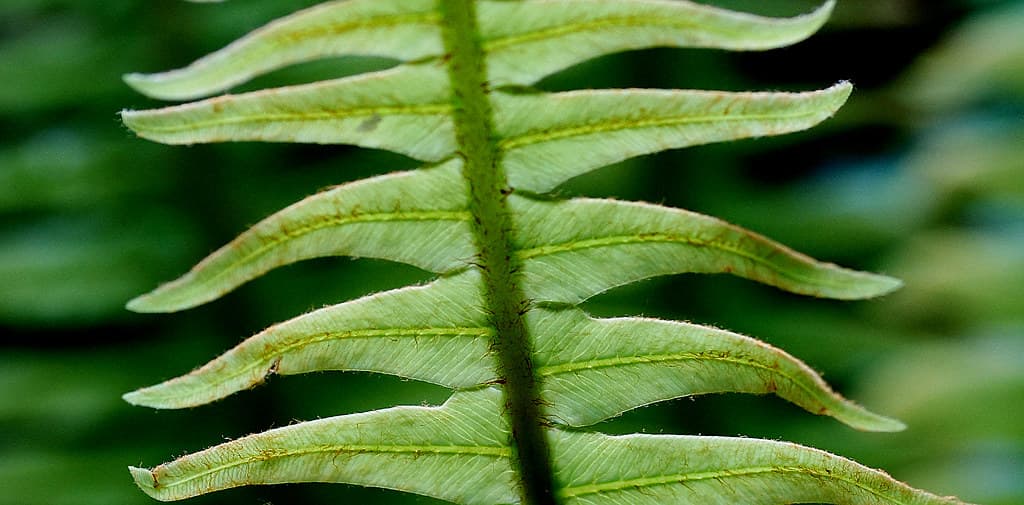 Crown Fern fronds.