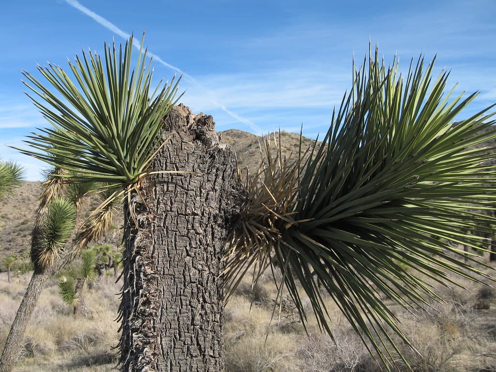 Resprouting Joshua tree (Yucca brevifolia); Black Rock Canyon