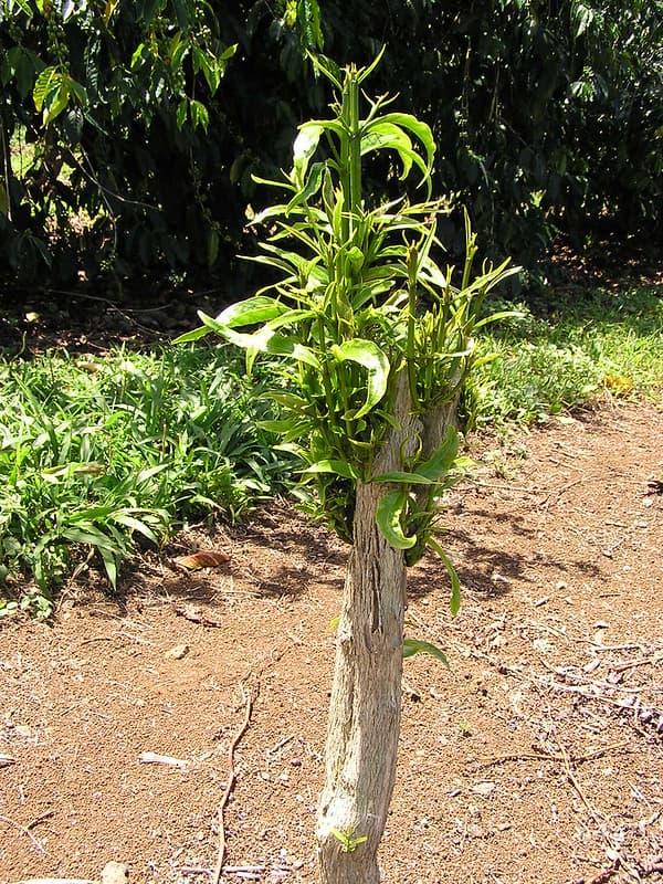 Glyphosate herbicide injury to coffee (Coffea arabica)
