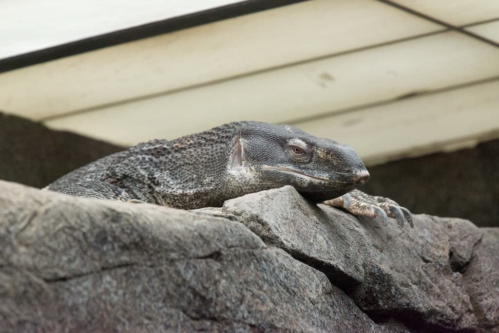 White-Throated Monitor at Oakland Zoo