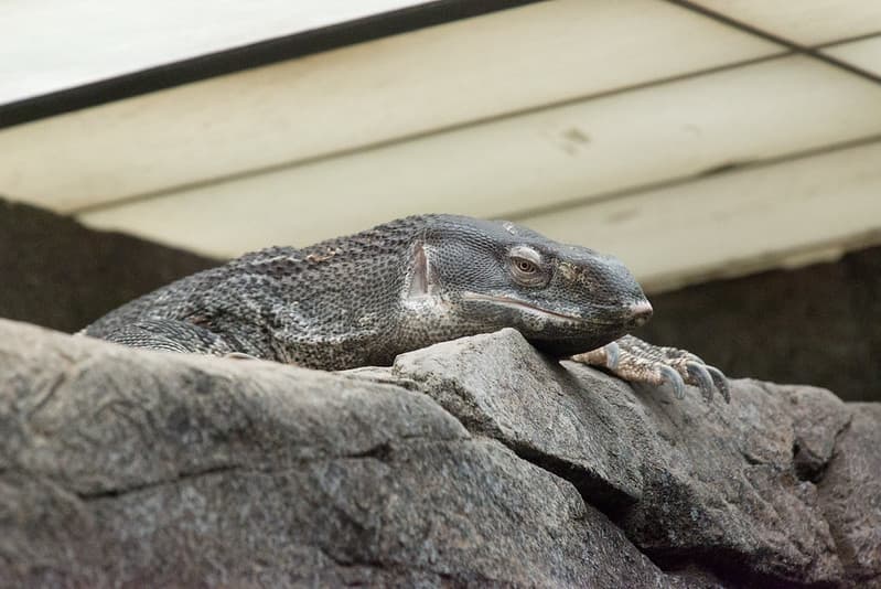 White-Throated Monitor at Oakland Zoo