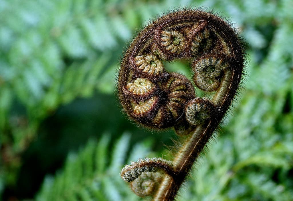 Koru New Zealand Fern.