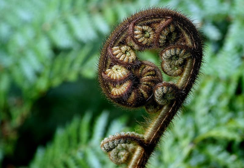 Koru New Zealand Fern.