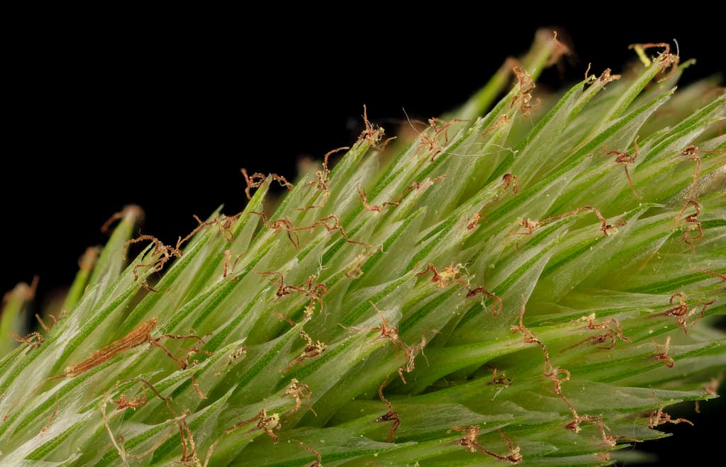 Sedge flower, MD, PG County 2014-05-19-16.53.48 ZS PMax