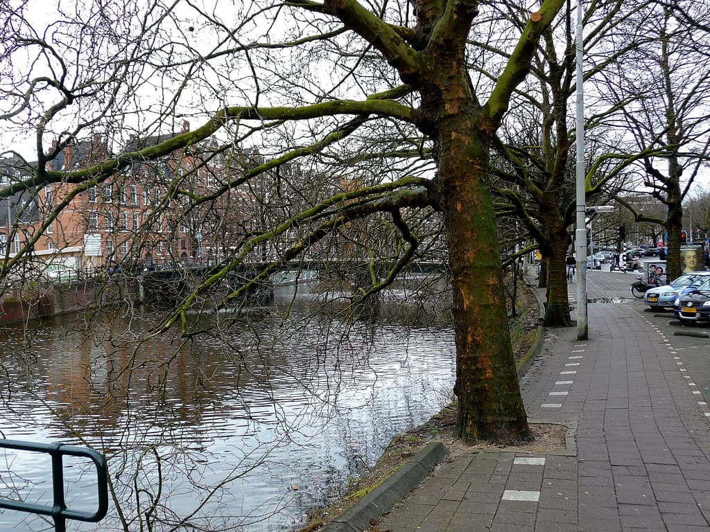 Amsterdam, branches, canal