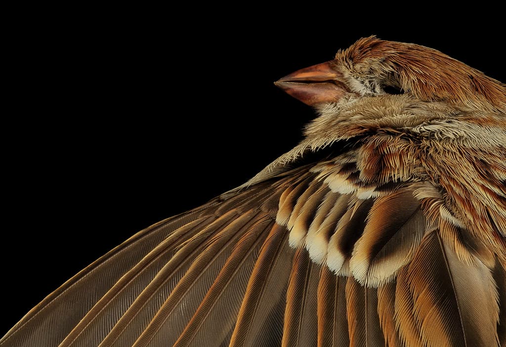 Field sparrow, back, dc 2014-05-05-15.52.32 ZS PMax