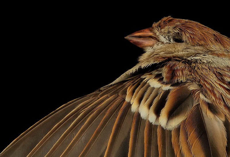 Field sparrow, back, dc 2014-05-05-15.52.32 ZS PMax