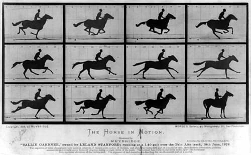 Horse in Motion
