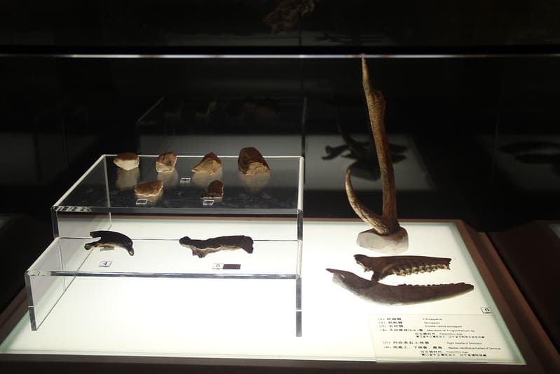Paleolithic Tools