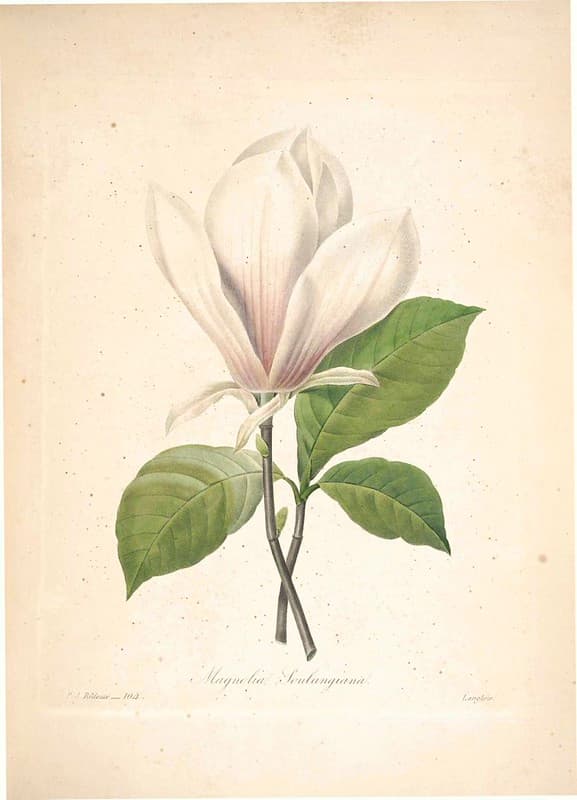 Botanical, botany, illustration