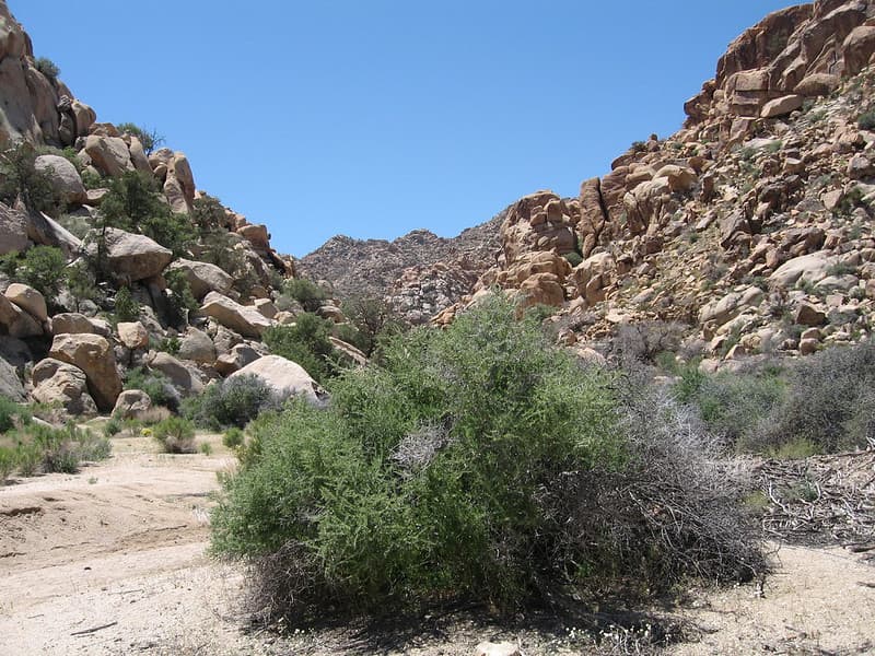 Desert Almond (Prunus fasciculata); Lost Horse area