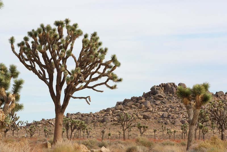 Joshua trees along Park Boulevard