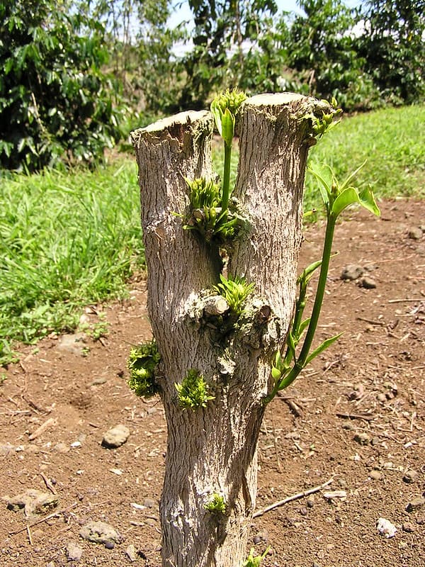 Glyphosate herbicide injury to coffee (Coffea arabica)