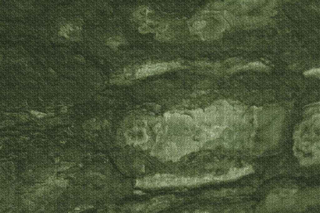 Free Texture - Tree Bark