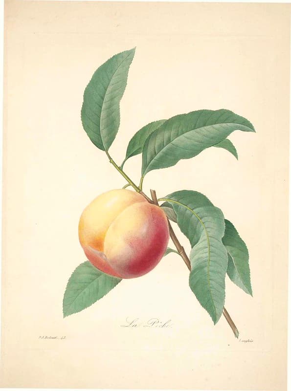 Botanical, botany, flowers