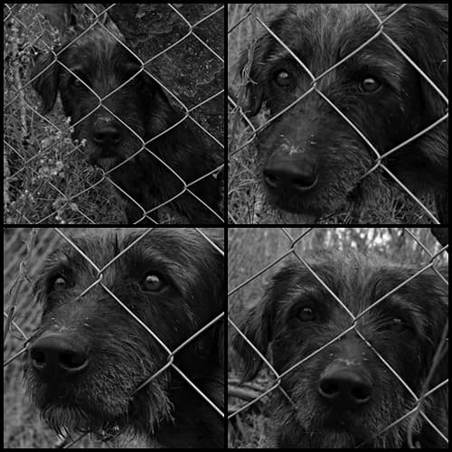 Cute dog