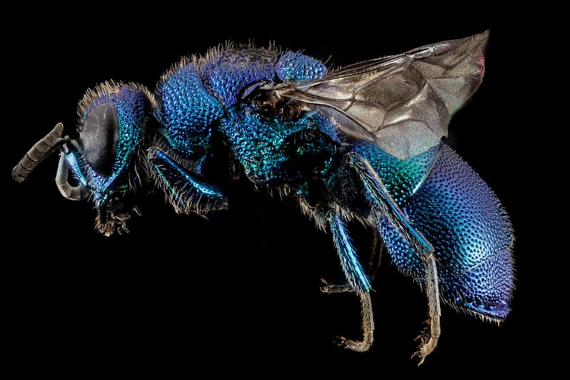 Chrysidid Wasp, Side 2014-07-01-11.12.50 ZS PMax
