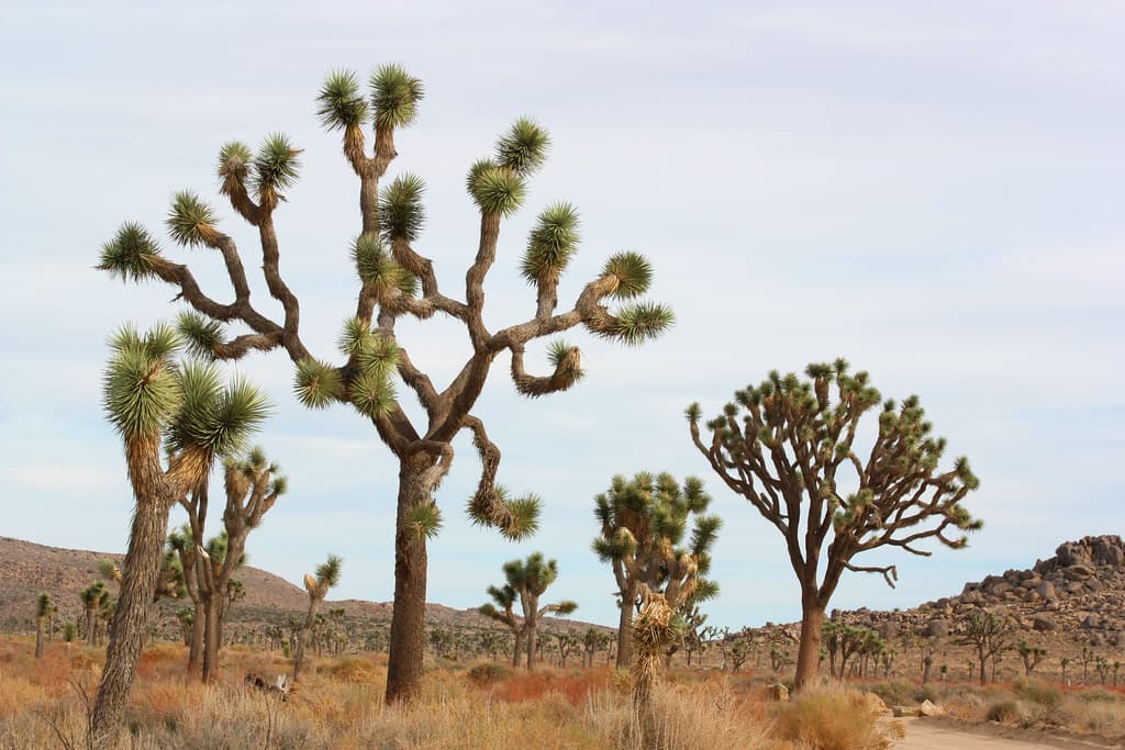 Joshua trees along Park Boulevard