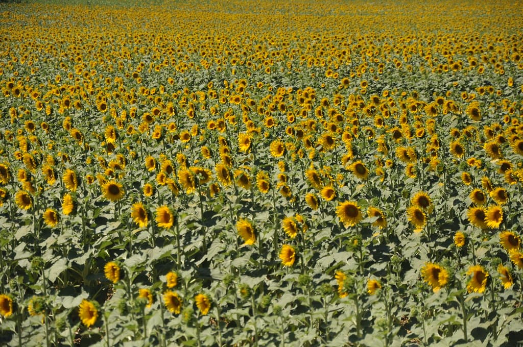 Sunflower