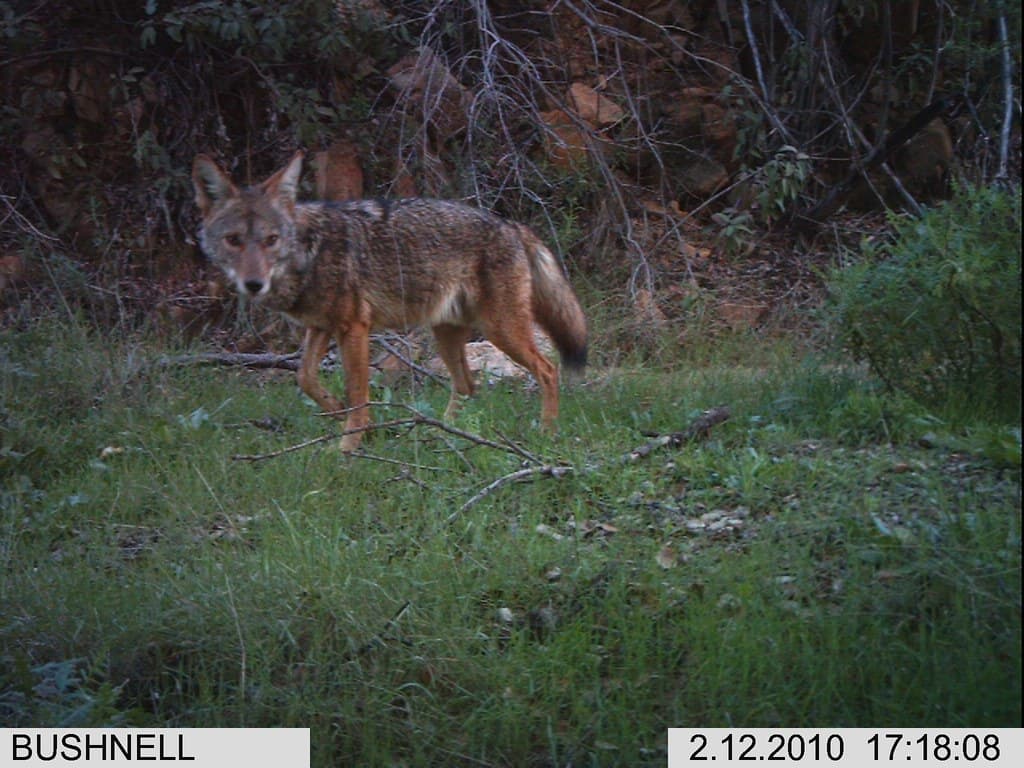 Coyote at Cheeseboro Canyon