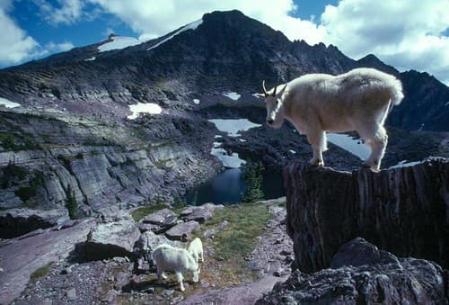 You Looking at Me? Mountains goats in Glacier National Park, Montana