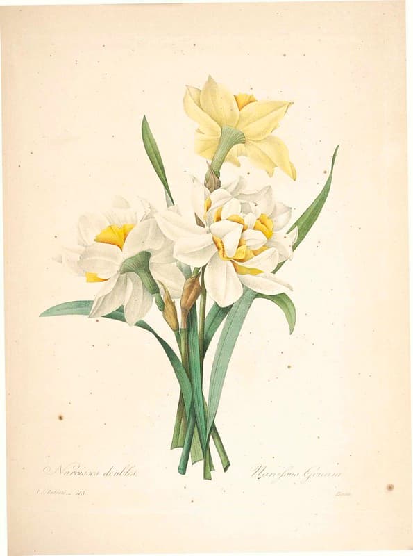 Botanical, botany, illustration