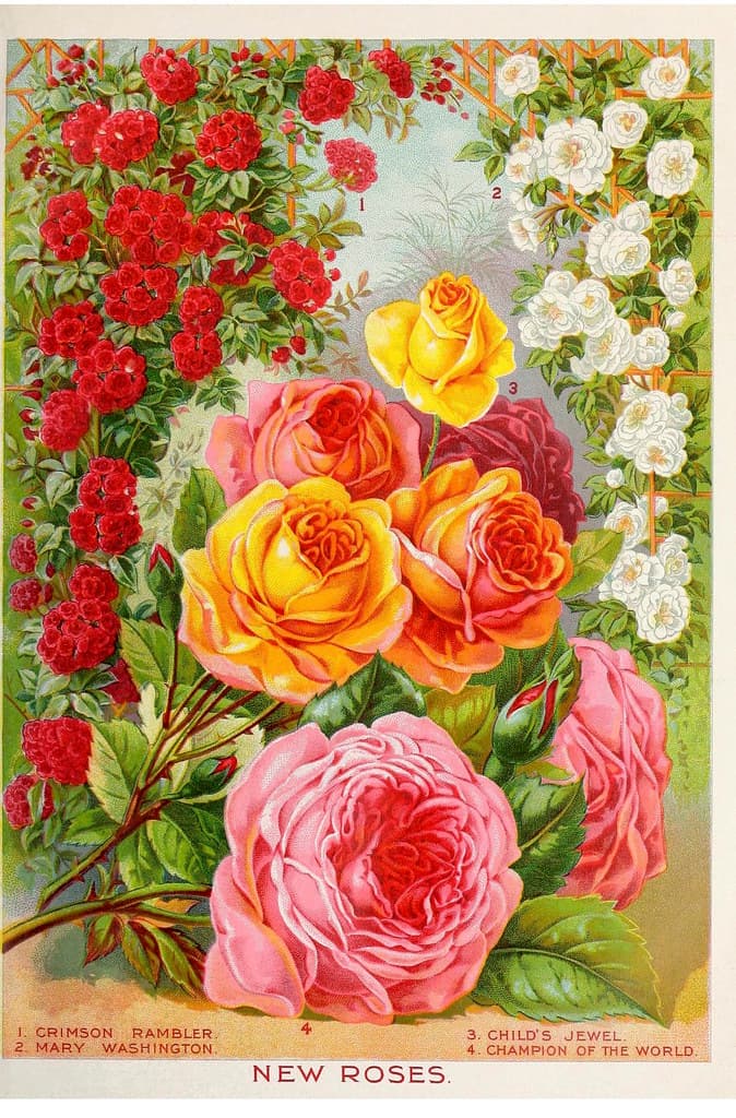 New roses for 1896. John Lewis Childs, Inc.