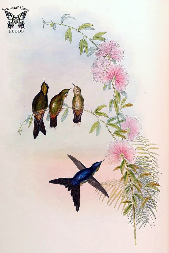 Thcentury, attractshummingbirds, botanical