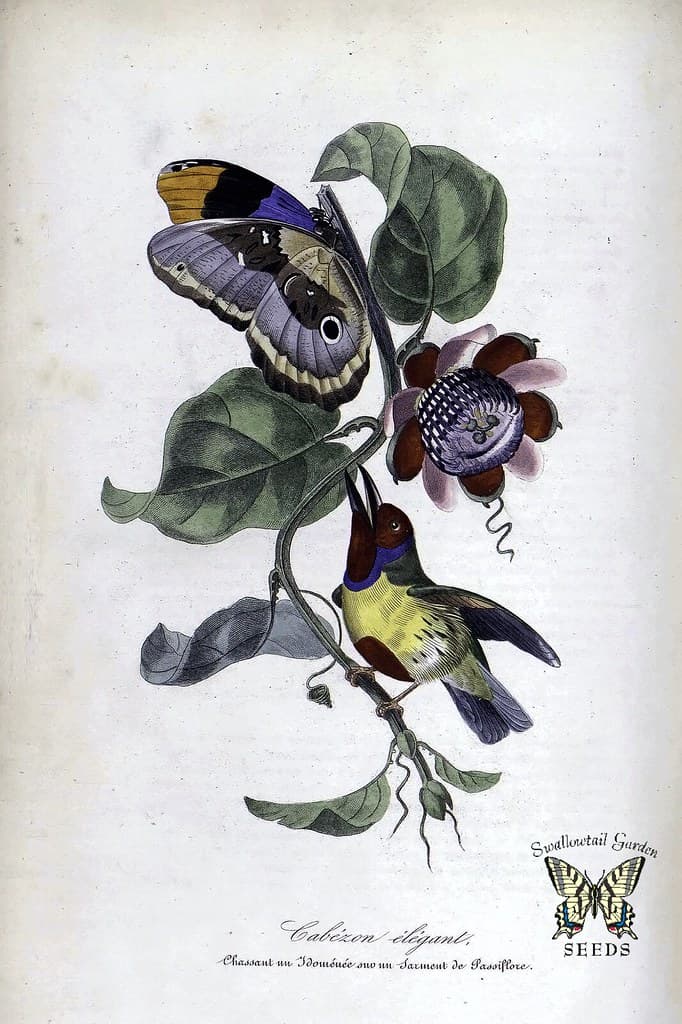 Thcentury, botanical, botany