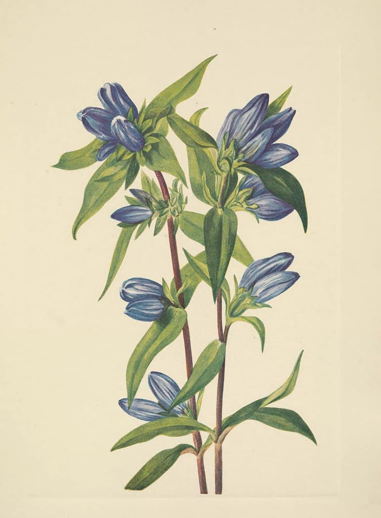 Botanical, botany, botanyillustration