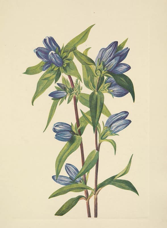 Botanical, botany, botanyillustration