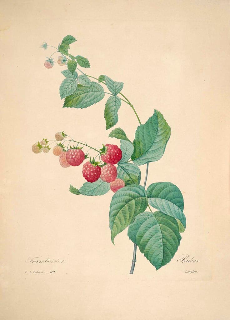 Botanical, botany, domain