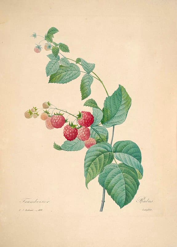 Botanical, botany, domain