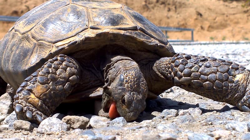 Desert tortoise (Gopherus agassizii) eating rocks