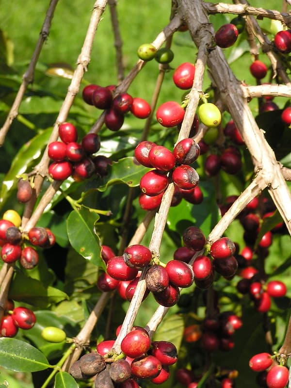 Coffee (Coffea arabica): Berry blotch, caused by Cercospora coffeicola