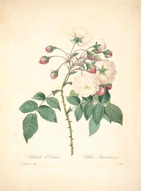 Botanical, botany, flowers