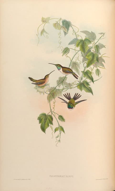 Botanical, botany, domain
