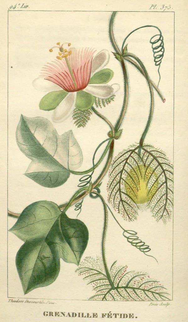 Botanical, botany, domain