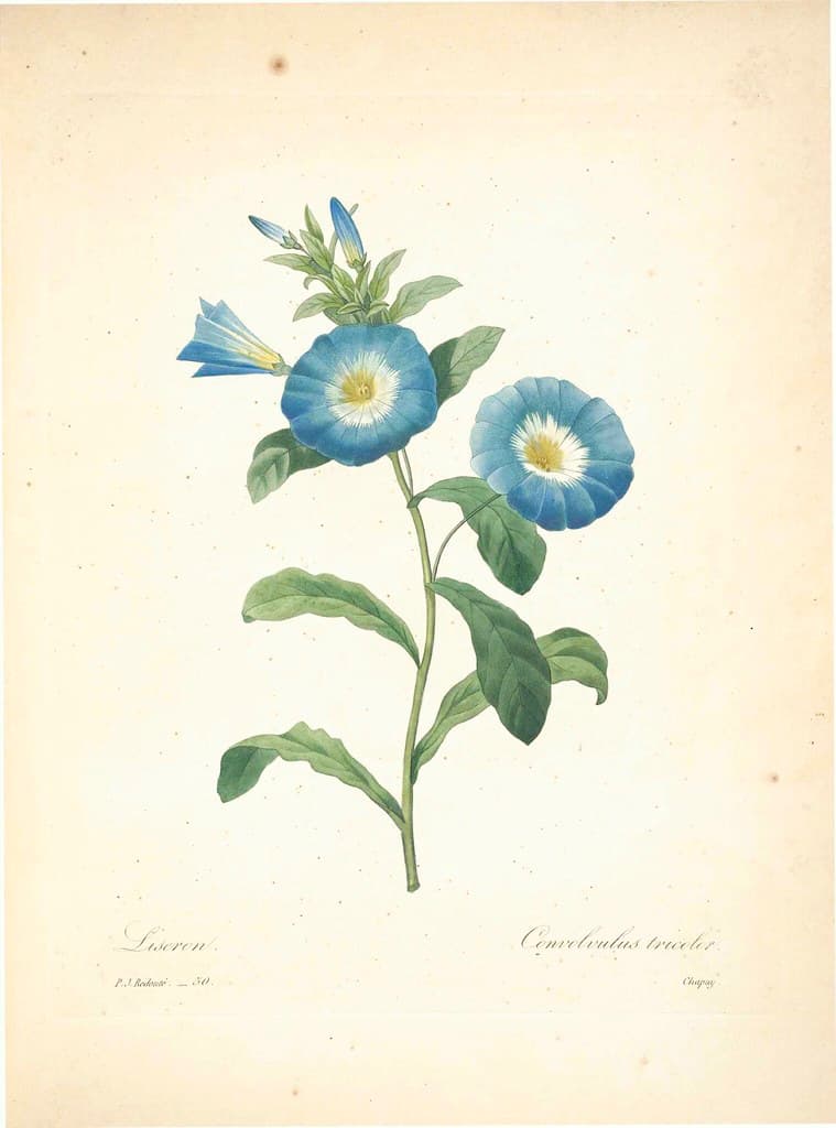 Botanical, botany, flowers