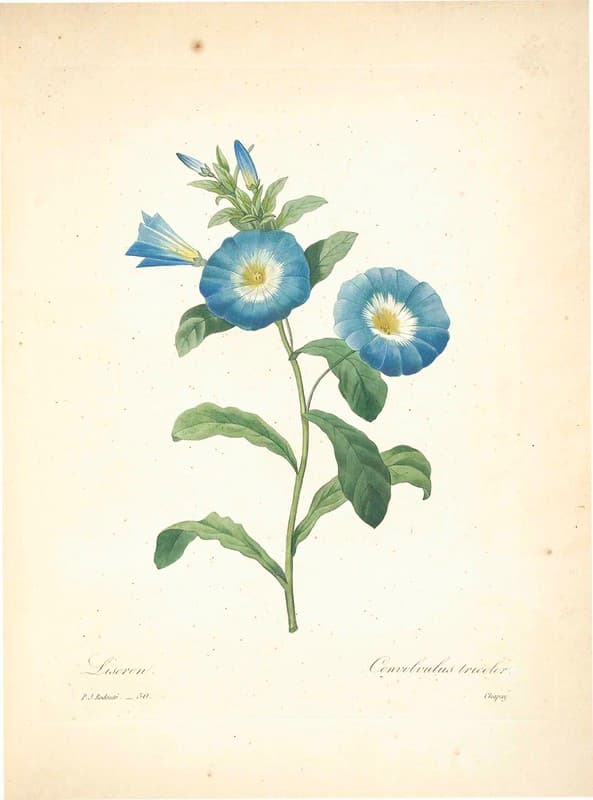 Botanical, botany, flowers