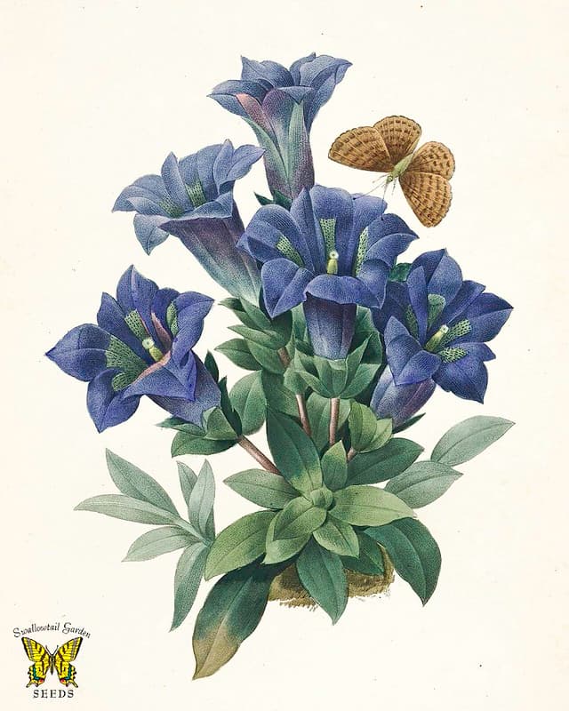 Acaulis, blue, blueflowers