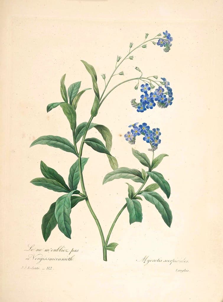Blue, blueflowers, botanical