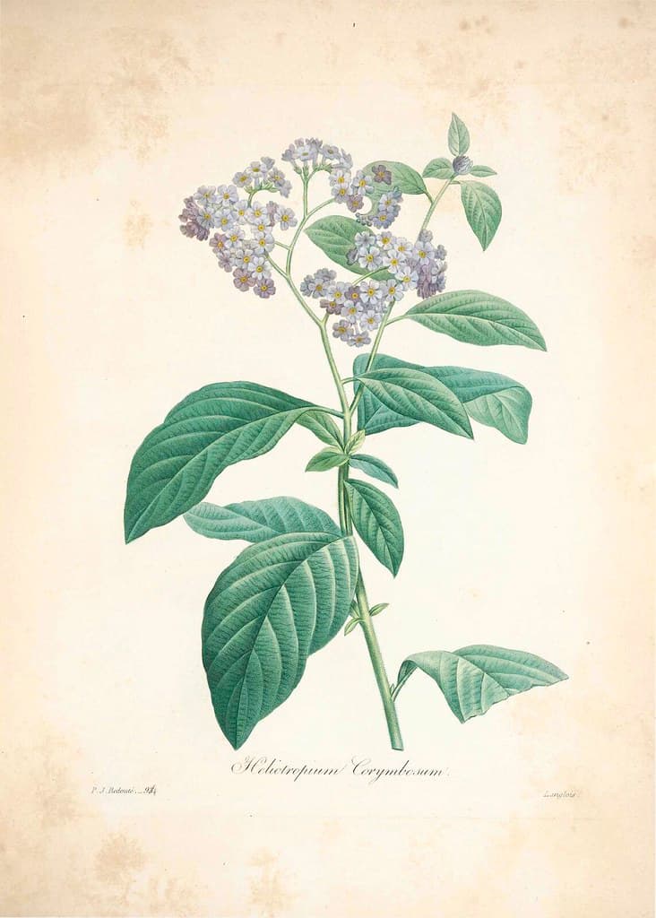 Blue, blueflowers, botanical