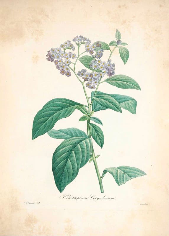 Blue, blueflowers, botanical