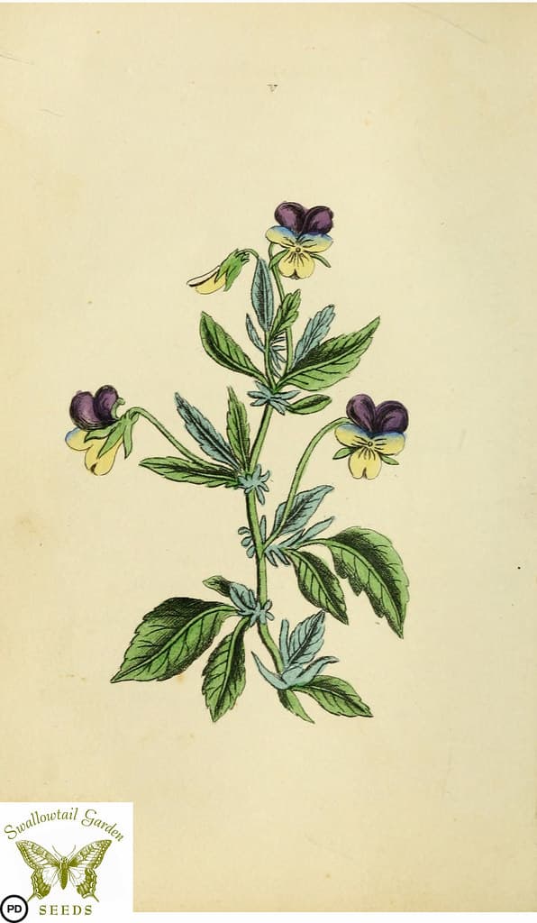 Botanical, botany, floraandthalia