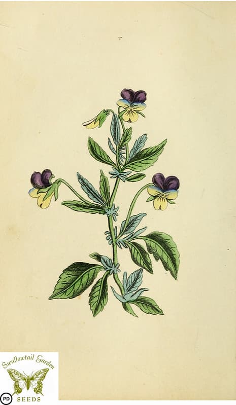 Botanical, botany, floraandthalia